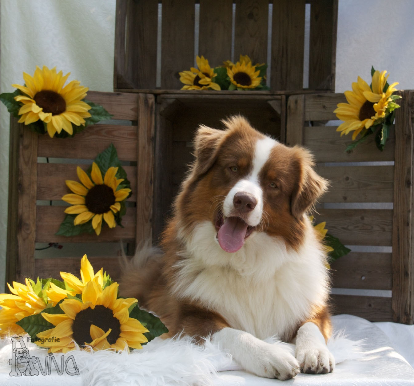 zonnebloem