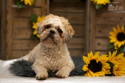 pepper